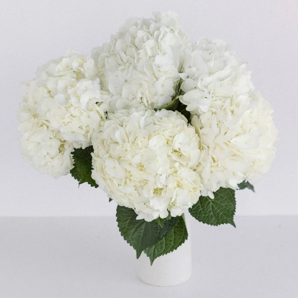 Giant Pure White Hydrangea Flower