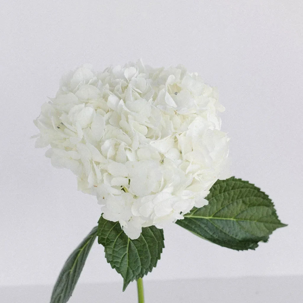 Giant Pure White Hydrangea Flower